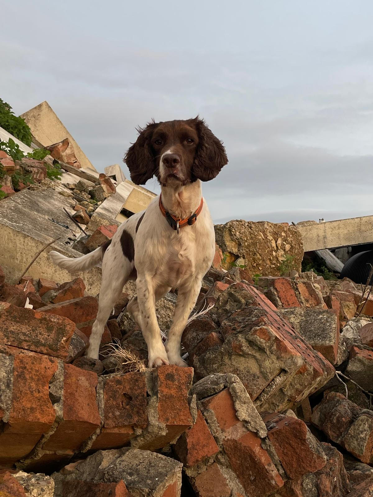 Search and rescue dog with handler searching across open moorland terrain